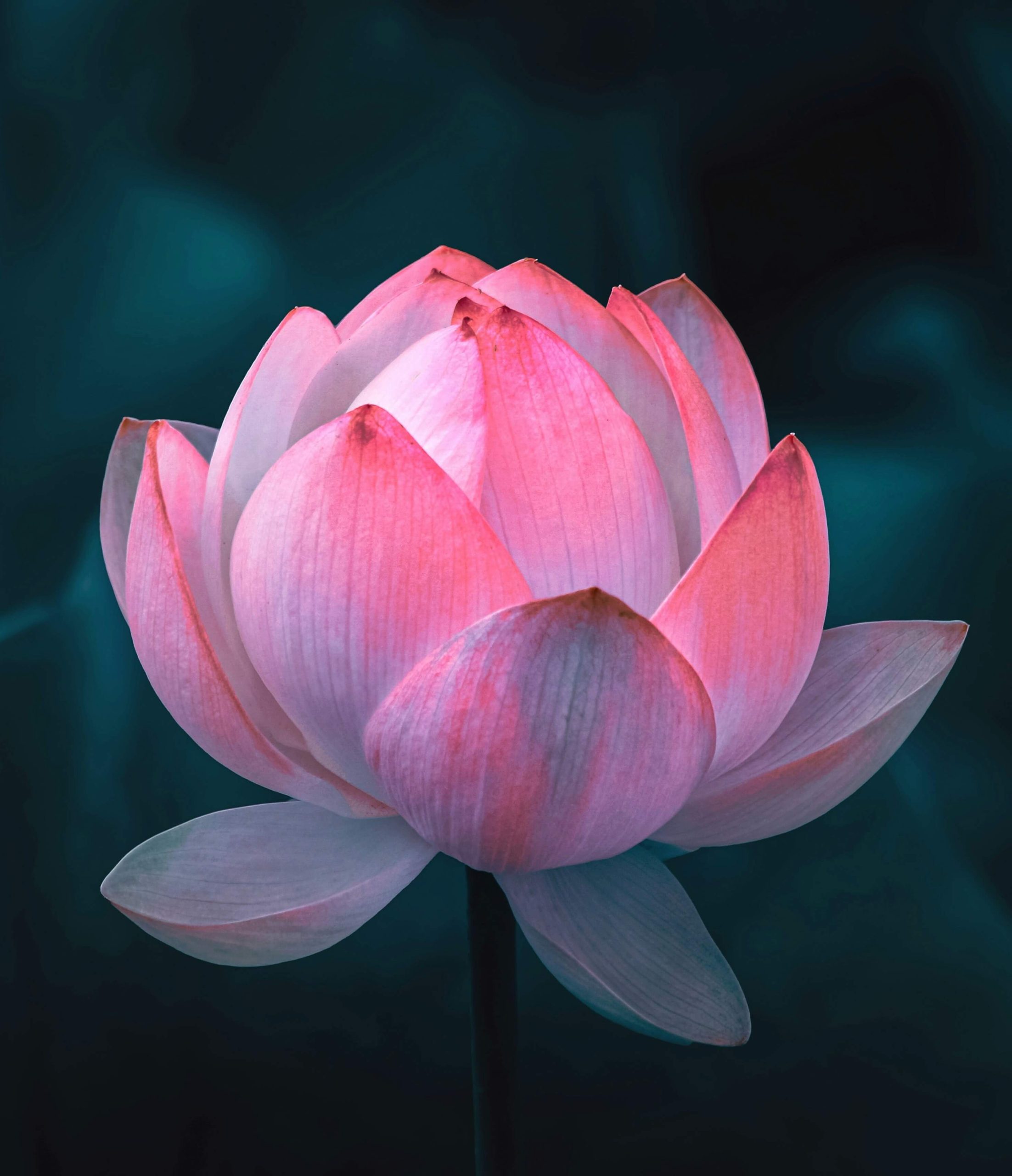 lotus